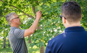 Does Extreme Cold Kill Emerald Ash Borer?